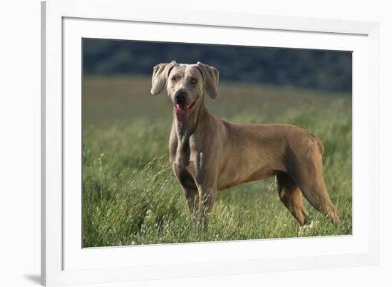 Weimaraner Standing in Field-DLILLC-Framed Photographic Print