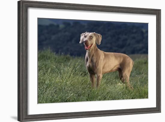 Weimaraner Standing in Field-DLILLC-Framed Photographic Print