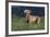 Weimaraner Standing in Field-DLILLC-Framed Photographic Print