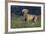 Weimaraner Standing in Field-DLILLC-Framed Photographic Print