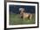 Weimaraner Standing in Field-DLILLC-Framed Photographic Print