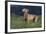 Weimaraner Standing in Field-DLILLC-Framed Photographic Print