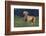 Weimaraner Standing in Field-DLILLC-Framed Photographic Print