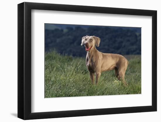 Weimaraner Standing in Field-DLILLC-Framed Photographic Print