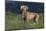 Weimaraner Standing in Field-DLILLC-Mounted Photographic Print