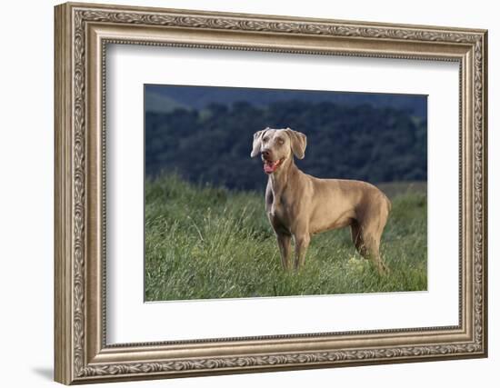 Weimaraner Standing in Field-DLILLC-Framed Photographic Print