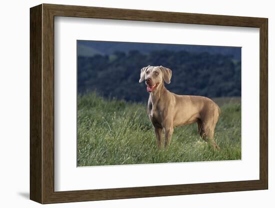 Weimaraner Standing in Field-DLILLC-Framed Photographic Print