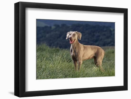 Weimaraner Standing in Field-DLILLC-Framed Photographic Print