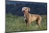 Weimaraner Standing in Field-DLILLC-Mounted Photographic Print