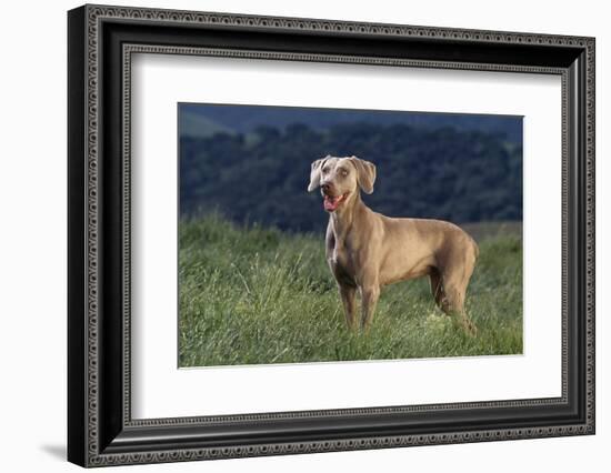 Weimaraner Standing in Field-DLILLC-Framed Photographic Print