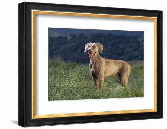 Weimaraner Standing in Field-DLILLC-Framed Photographic Print