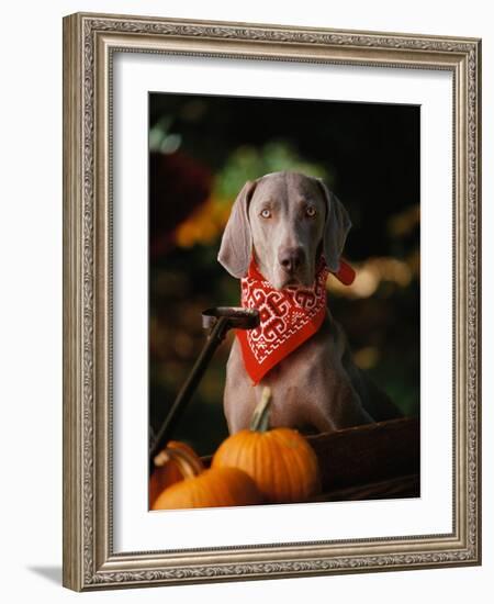 Weimaraner Wearing a Red Bandana-Guy Cali-Framed Photographic Print