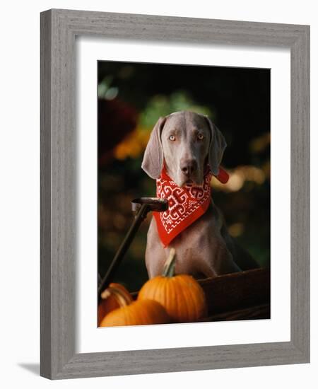 Weimaraner Wearing a Red Bandana-Guy Cali-Framed Photographic Print