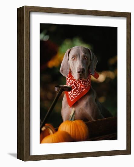 Weimaraner Wearing a Red Bandana-Guy Cali-Framed Photographic Print