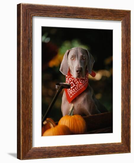 Weimaraner Wearing a Red Bandana-Guy Cali-Framed Photographic Print