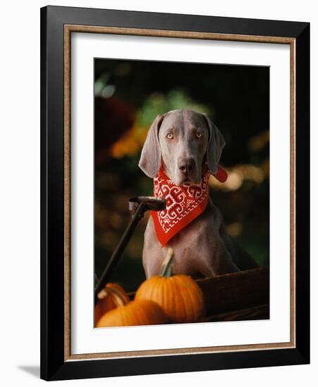 Weimaraner Wearing a Red Bandana-Guy Cali-Framed Photographic Print