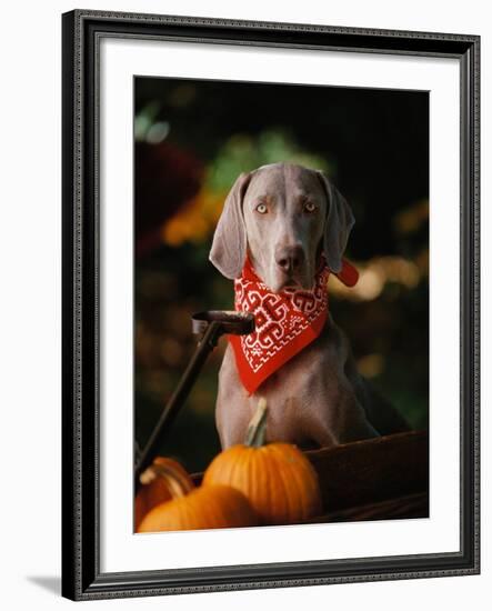 Weimaraner Wearing a Red Bandana-Guy Cali-Framed Photographic Print