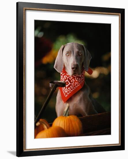 Weimaraner Wearing a Red Bandana-Guy Cali-Framed Photographic Print