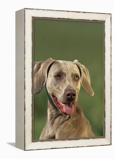 Weimaraner-DLILLC-Framed Premier Image Canvas