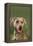 Weimaraner-DLILLC-Framed Premier Image Canvas