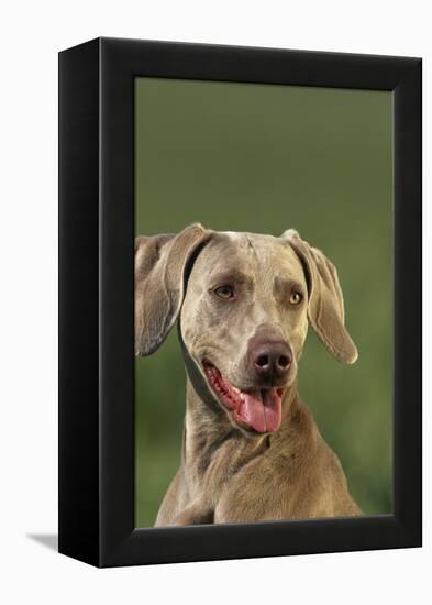 Weimaraner-DLILLC-Framed Premier Image Canvas