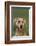 Weimaraner-DLILLC-Framed Photographic Print