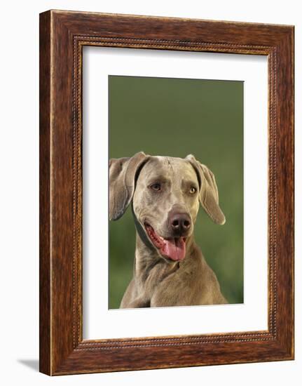 Weimaraner-DLILLC-Framed Photographic Print