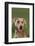 Weimaraner-DLILLC-Framed Photographic Print