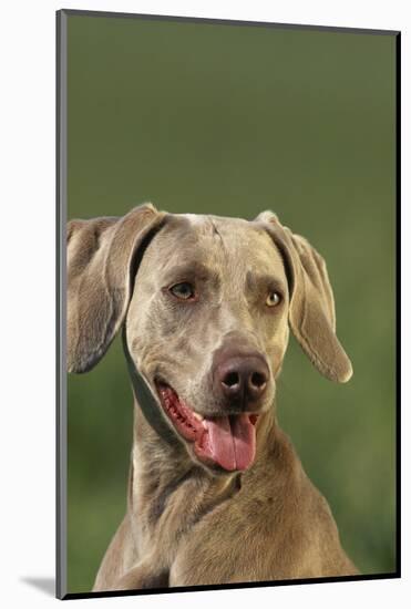 Weimaraner-DLILLC-Mounted Photographic Print