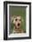 Weimaraner-DLILLC-Framed Photographic Print