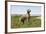 Weimaraner-null-Framed Photographic Print