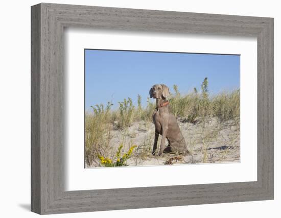 Weimaraner-Lynn M^ Stone-Framed Photographic Print