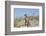 Weimaraner-Lynn M^ Stone-Framed Photographic Print