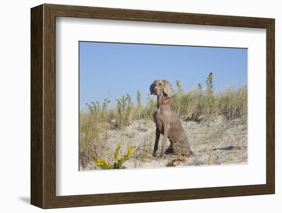 Weimaraner-Lynn M^ Stone-Framed Photographic Print