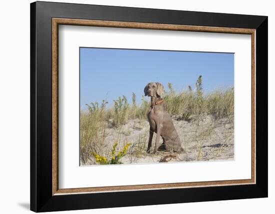 Weimaraner-Lynn M^ Stone-Framed Photographic Print