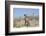 Weimaraner-Lynn M^ Stone-Framed Photographic Print