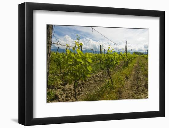 Weinberg Bei Alaverdi, Vineyard with Vines Near Alaverdi, Georgia-Michael Runkel-Framed Photographic Print