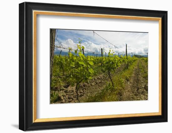 Weinberg Bei Alaverdi, Vineyard with Vines Near Alaverdi, Georgia-Michael Runkel-Framed Photographic Print