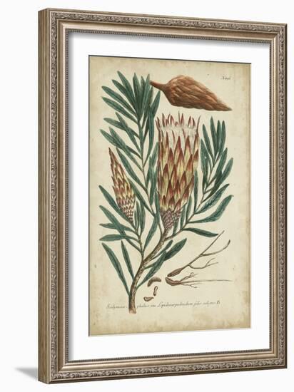 Weinmann Foliage and Fruit III-Weinmann-Framed Art Print