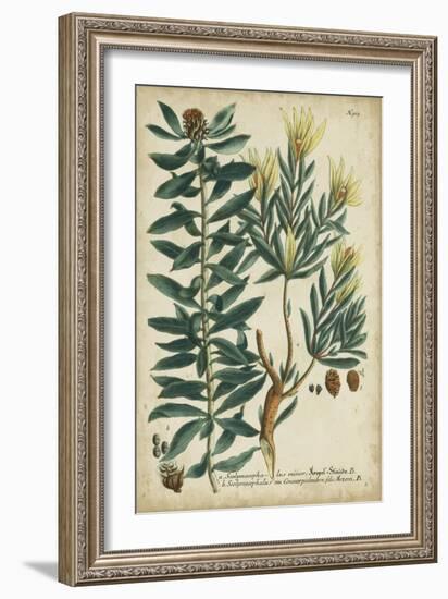 Weinmann Foliage and Fruit IV-Weinmann-Framed Art Print