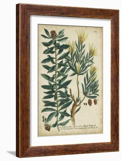 Weinmann Foliage and Fruit IV-Weinmann-Framed Art Print