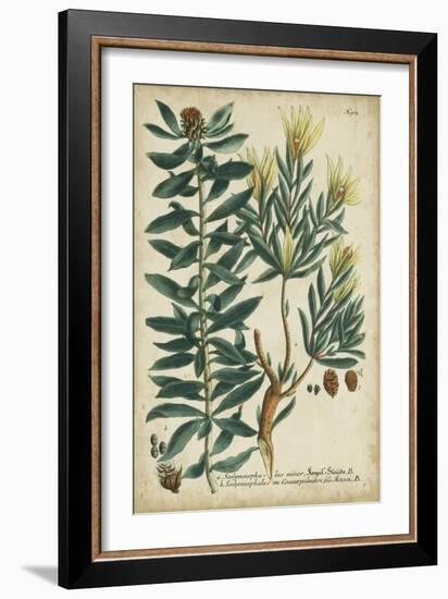 Weinmann Foliage and Fruit IV-Weinmann-Framed Art Print