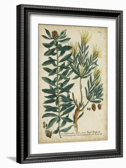 Weinmann Foliage and Fruit IV-Weinmann-Framed Art Print