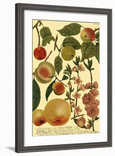 Weinmann Fruits II-null-Framed Art Print