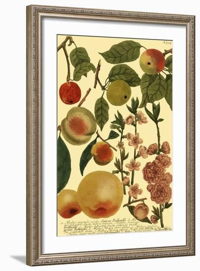 Weinmann Fruits II-null-Framed Art Print