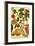 Weinmann Fruits II-null-Framed Art Print