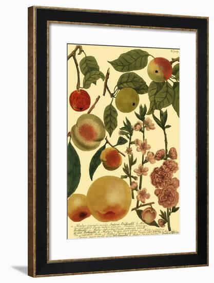 Weinmann Fruits II-null-Framed Art Print