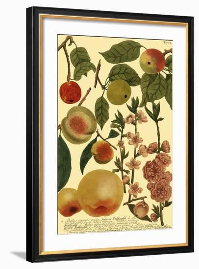 Weinmann Fruits II-null-Framed Art Print