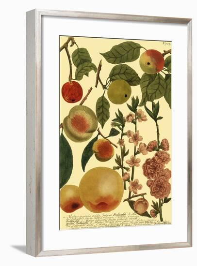 Weinmann Fruits II-null-Framed Art Print