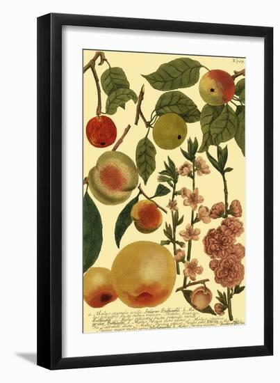 Weinmann Fruits II-null-Framed Art Print